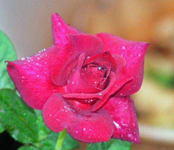 Intrigue photo int2013_08270014_zps3c33cc78.jpg